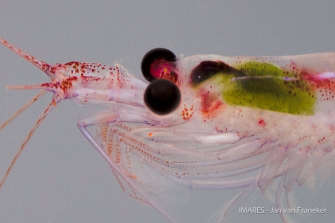 Here in the Southern Ocean, the term ‘krill’ is  mainly refers to the most abundant species Euphausia superba. However, there are many krill species all over the world.
