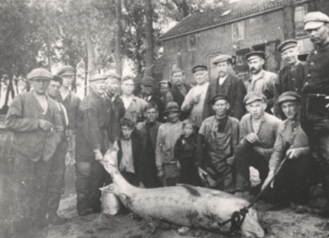 1917, bycatch in commercial salmon fisheries in the Rhine river delta of a large adult European sturgeon. 