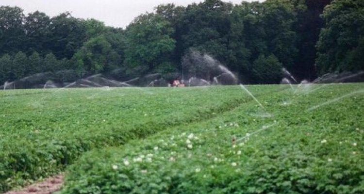 Irrigation of late blight inoculated field