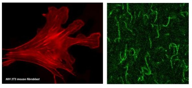 Left: Labeled actin filaments in a living cell Right: polymerized actin filaments in vitro  