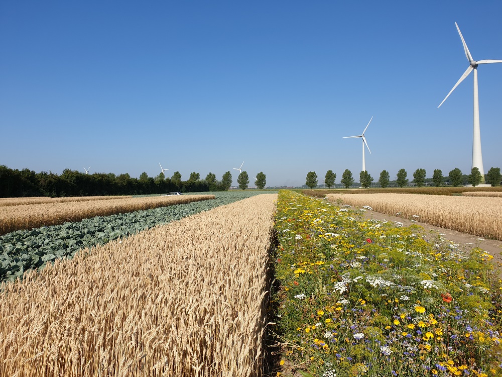 The pilot site in Lelystad, christened 'Farm of the Future', shows that monoculture does not have to be the norm. (Photo: Fogelina Cuperus)