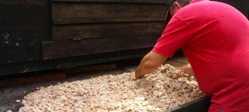 cocoa_beans_talamanca_CostaRica.jpg