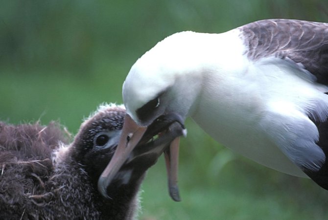 Een Laysan Albatros voert zijn kuiken. Naast natuurlijk voedsel worden ook vaak plastics overgedragen die de volwassen vogel op zee heeft opgepikt.