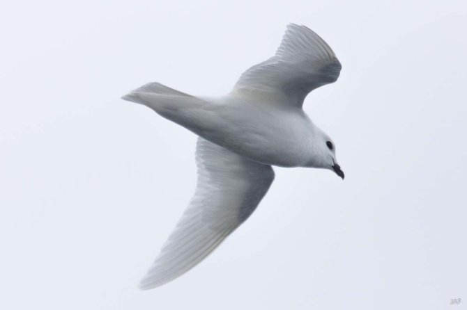 When a Snow Petrel flies along a background of snow or ice, you often only see the dark bill and eyes! Only against the sky one sees the full silhouet. The leading edge of the underwing seems a bit dark, but that is because only there bones prevent the light from shining through.
