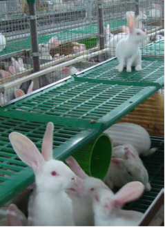 Park-housing for meat rabbits