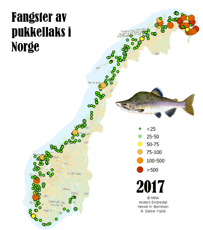 Toename van het aantal gevangen bultrugzalmen in Noorwegen in 2017