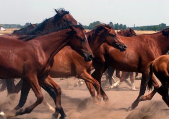 Afrikaanse paardenpest