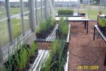 Onions and oats in plastic pots in the greenhouse at the INIA research station in Las Brujas, Uruguay. The pots are filled with soil from different farms and inoculated or not with Fusarium oxysporum f.sp. cepae.