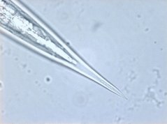 Steinernema (infective juvenile): tail region 