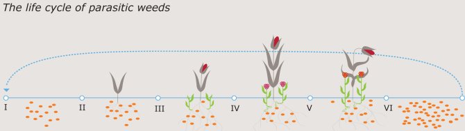 Steps in the lifecycle are: (I) parasitic weed seeds are buried in the soil and become sensitive to the germination stimulating signals from host roots; (II) after a crop is planted, the crop roots produce germination stimulants and induce germination of part of the parasitic weed seed population; (III) the radicle of the parasite grows to the host root and a haustorium is formed through the action of haustorium inducing factors produced by the host root, a xylem connection is established and the parasitic plant emerges; a large part of the damage to the host is already inflicted before emergence of the parasite (IV) the parasitic plant reaches maturity and flowers (V) and produces seeds (VI) which end up in the soil seed bank where they again gradually become sensitive to germination signals.
