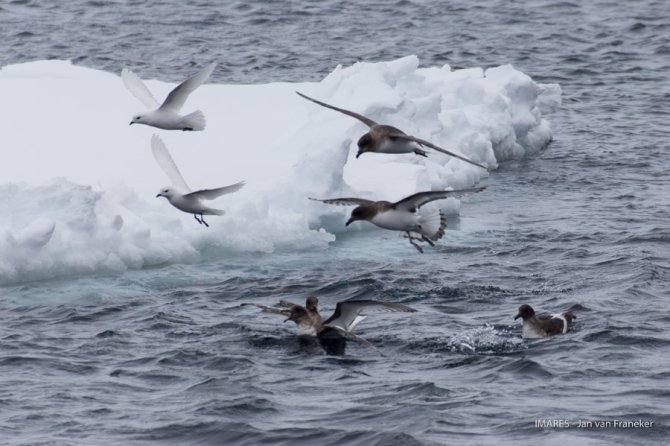 The sea-ice indirectly feeds the higher predators. Here a group of bird species characteristic of the Antarctic sea-ice is quarrelling over the remains of a jelly type organism. The Antarctic Petrels are the stronger ones, first claiming the food, but the Snow Petrels hovering above still appear to obtain sufficient left-overs.