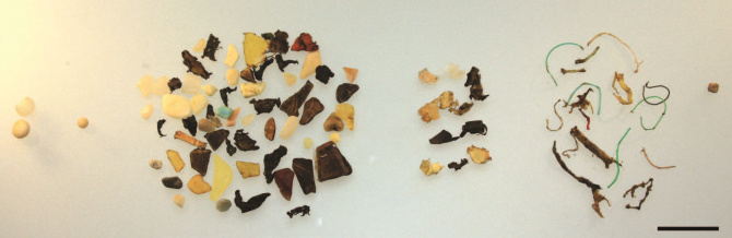 Stomach plastic contents of an individual northern fulmar from Svalbard, 2013. L–R: Industrial pellets; probably industrial; fragments; sheets; threads; foam. Scale bar indicates 1 cm