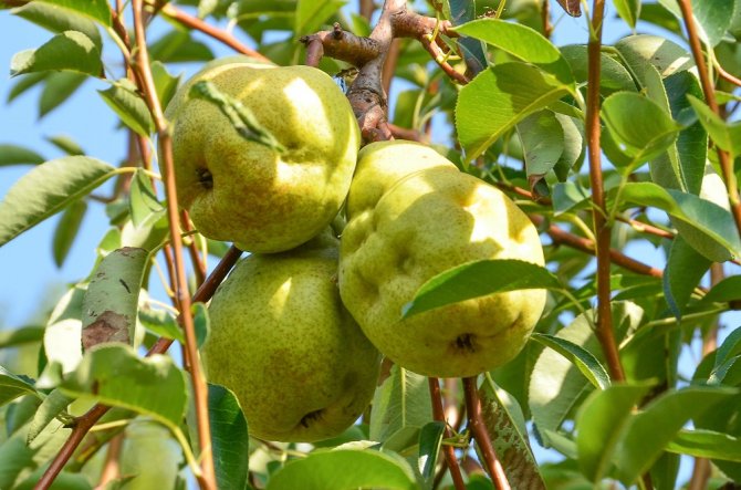 Pear with damage caused by stink bugs (Photo: Tim Haye)