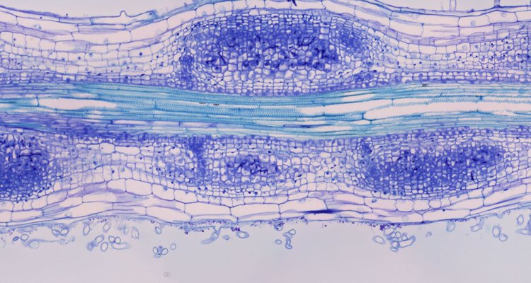 Kohlen Group – Hormonal regulation of mitotic re-activation of plant cells