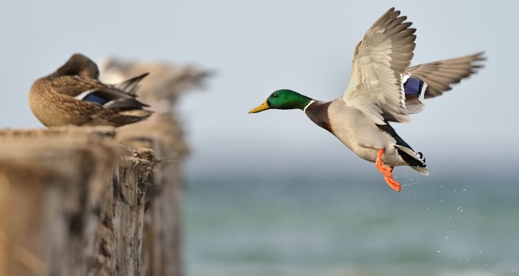 Verspreiding vogelgriep, aviaire influenza (AI)