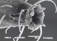 nematode Odontophora93[1].jpg