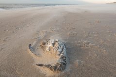 Dead guillemot on the beach