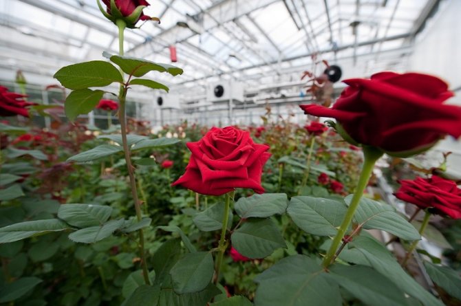 Red roses in greenhouse