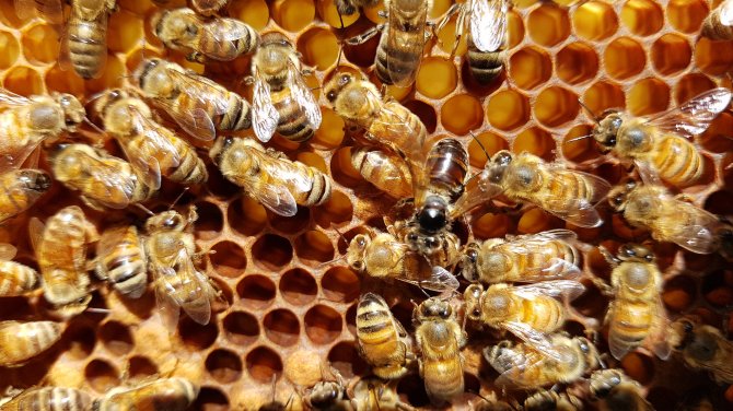 Een honingbij geinfecteerd met CPBV. Een besmetting met dit virus zorgt ervoor dat de bijen kaal worden en vaak trillend op de raat zitten.