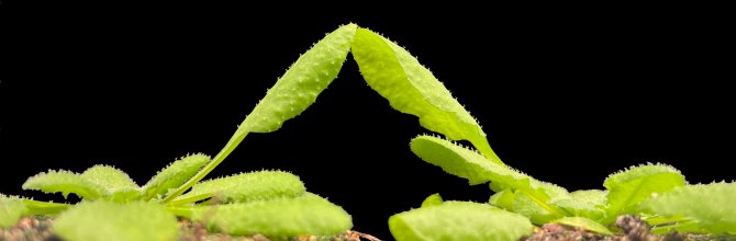 Bladeren van twee zandraket (Arabidopsis thaliana) planten die elkaar via licht en aanraking waarnemen en voorkomen dat de ene plant door de andere wordt overschaduwd door hun blad op te richten. (foto Ronald Pierik)