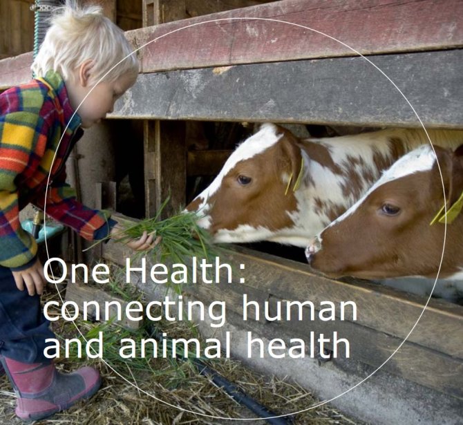 Flyer - One Health: connecting human and animal health