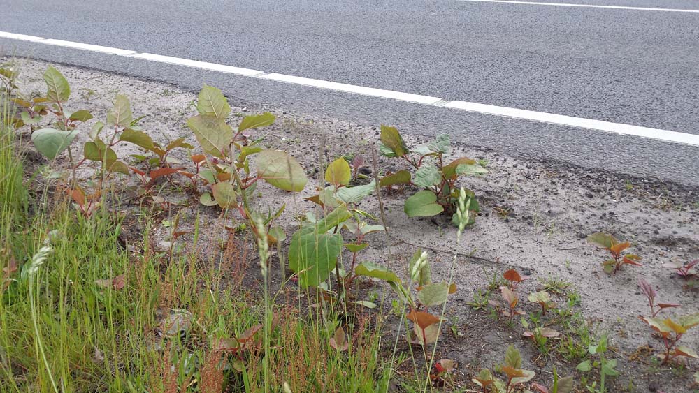 Image of Japanese knotweed growing on a roadside