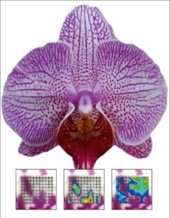 From a very small piece in the petal of this orchid (left square), the researchers were able to create a map for the substances of the purple fabric (center) and of the white tissue (right).