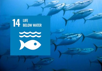 Life below water, WUR Sustainable development goal