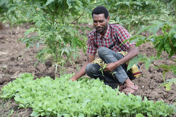 A farmer in Tigray, Ethiopia, grows lettuce and papaya: an example of diversification in farming that can contribute to healthier diets and a better income. Photo: Dawit Alemu