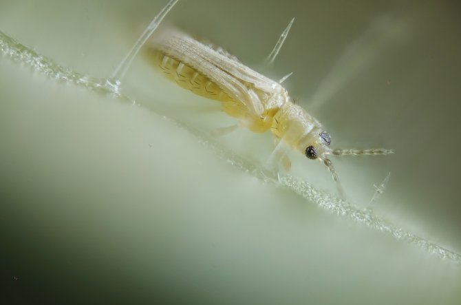 A thrips is about a millimeter in size.