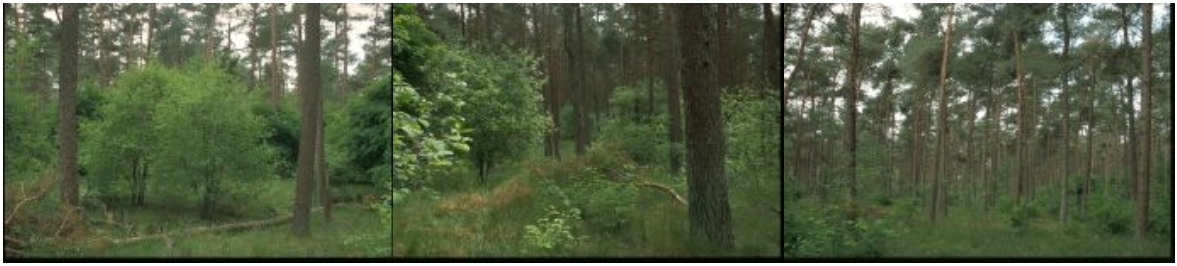 Zeesserveld is een voorbeeld van een voormalig productiebos op zeer arme zandgrond