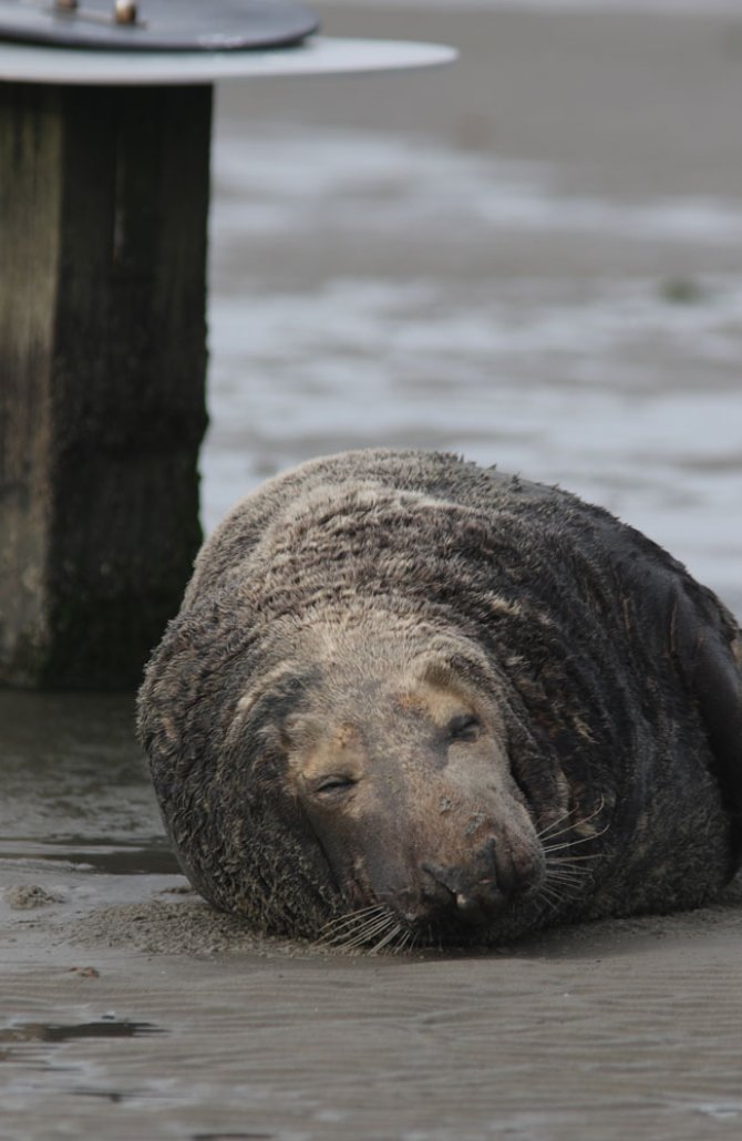 De zeehondenmannetjes zien er vaak behoorlijk gehavend uit.