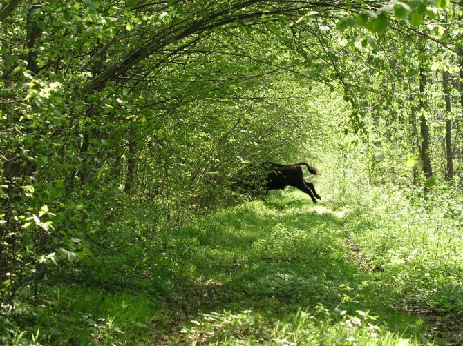 A European bison flitting through the trees of Białowieża Forest. A European bison flitting through the trees of Białowieża Forest.