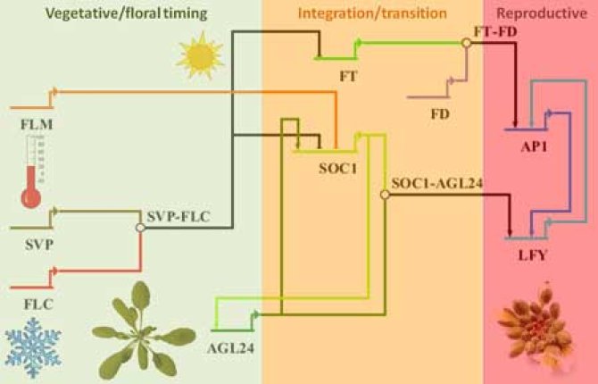 Network of regulators and environmental conditions controlling flowering time