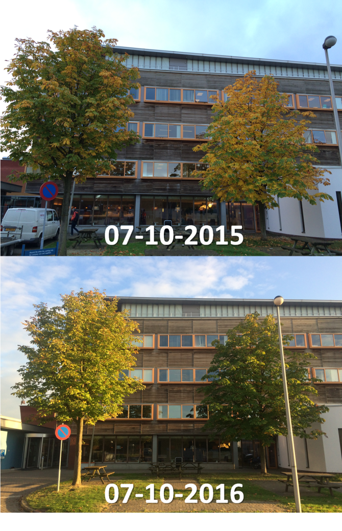 Verschil in mate van bladverkleuring van twee witte paardenkastanjes achter het Gaiagebouw van Wageningen University op 7 oktober 2015 en 7 oktober 2016 (Bron: Arnold van Vliet)
