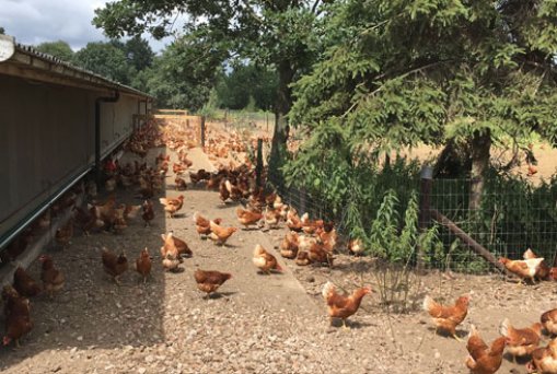 Visiting a chicken farm in Ede