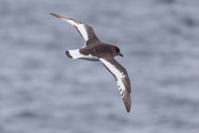 The Antarctic Petrel feeds in the open water polynya off the iceshelf but has its major breeding colonies on distant inland mountain peaks (nunataks) sticking out of the icecap. 