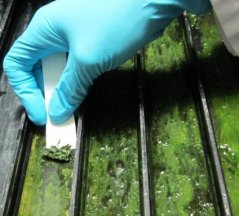 Fig. 2. Harvesting algae bio-films can easily b