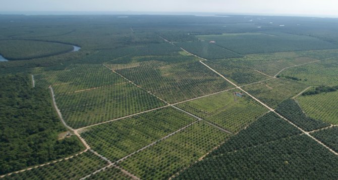 Plantations of oil palm, rubber, Acacia and other trees have expanded rapidly into former orangutan habitat, although this expansion has now slowed down (credits: HUTAN)