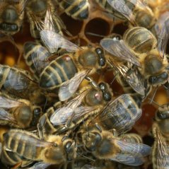 Honeybees with the parasitic mite Varroa destructor (B. Cornelissen, WUR)