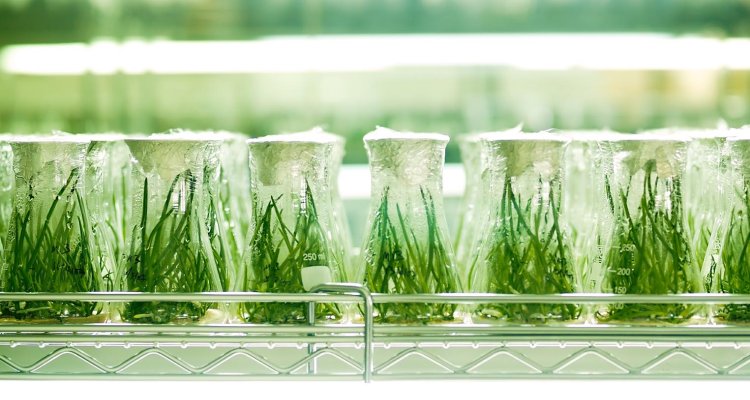 a study of how plants conduct electricity research