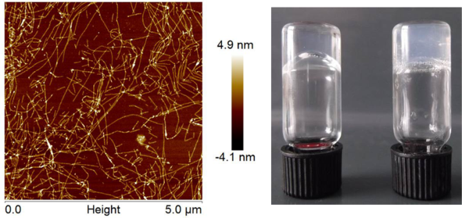 Fig. 1. The proteins self-assemble into fibers. These fibers stick together and form a hydrogel. 