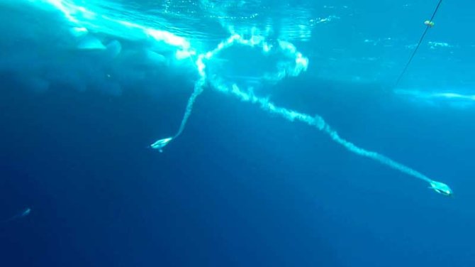 Fast swimming Emperor Penguins make bubble tracks in the water