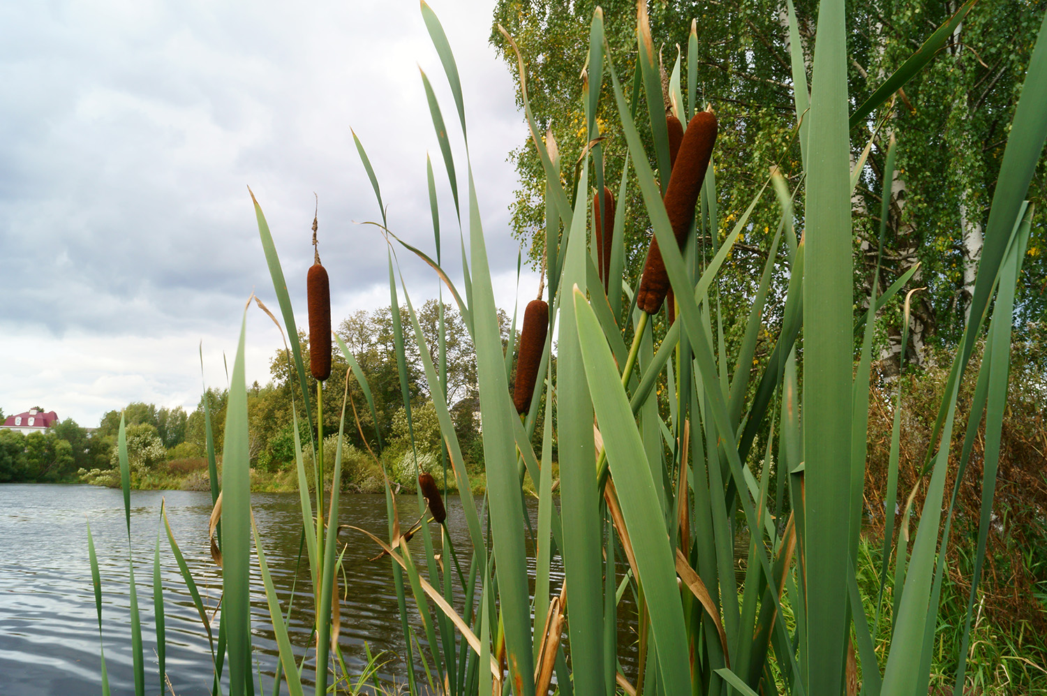 Lisdodde gedijt goed in natte omstandigheden en levert een bijdrage aan biodiversiteit. Het is een vezelgewas dat ook gebruikt kan worden als bijvoorbeel isolatiemateriaal.