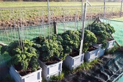 10 vragen over biomonitoring - planten meten luchtkwaliteit