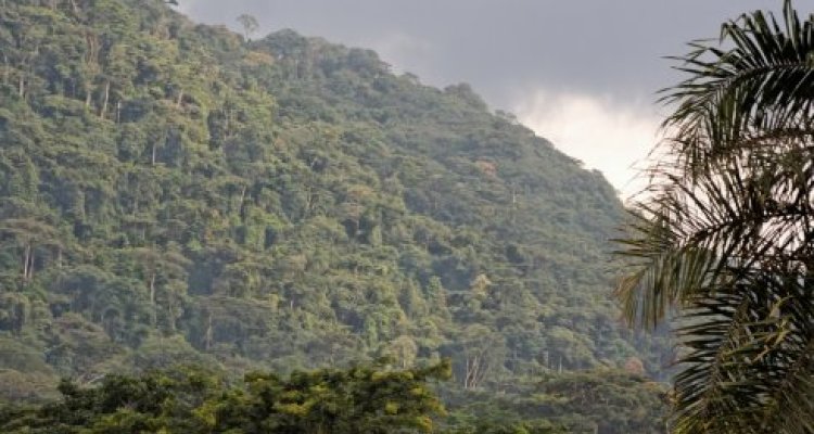 Tropical forest in Cameroon - photo Peter Groenendijk