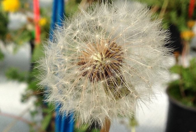 Zaadhoofdje van apomictische paardenbloem: elk zaadje is gevuld. Bij een seksuele paardenbloem hangt de zaadzetting af van de bestuiving en varieert dan tussen de 0 en 100%.