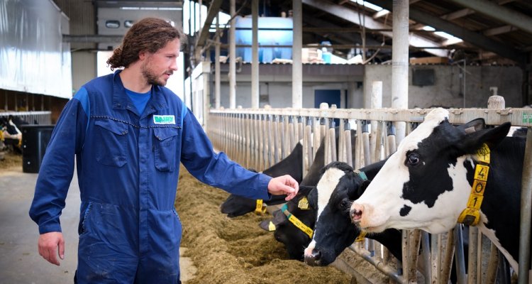 Melkkoeien Dairy Campus