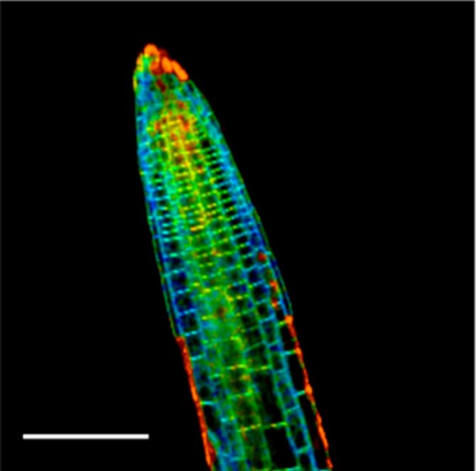 Mechanical map of the cell membranes in a living and growing plant root, obtained with the new method of Sprakel and Weijers.