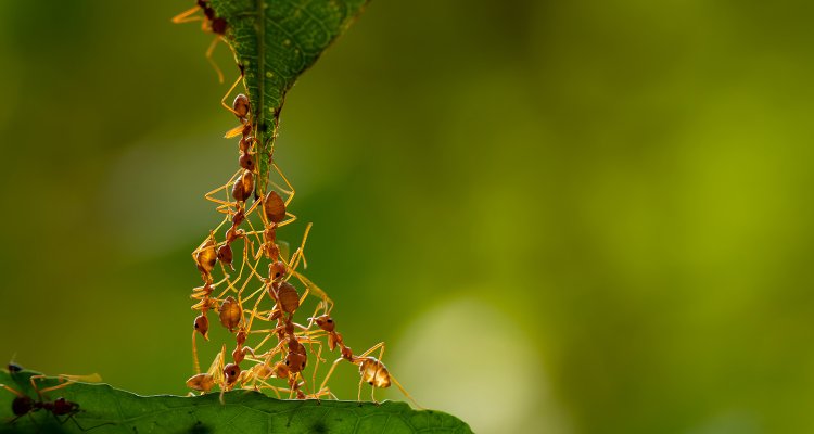 De afbeelding laat een groep mieren zien die samenwerken om een blad boven hen op te klimmen.